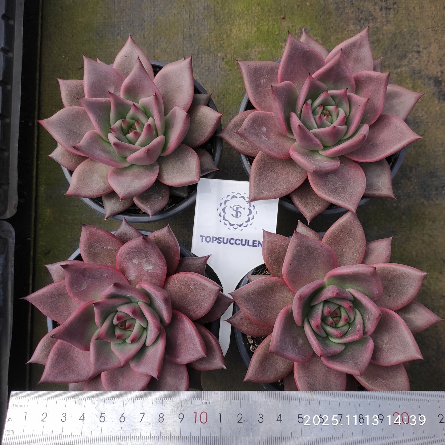 20854 Echeveria Romeo (12cm pot size)