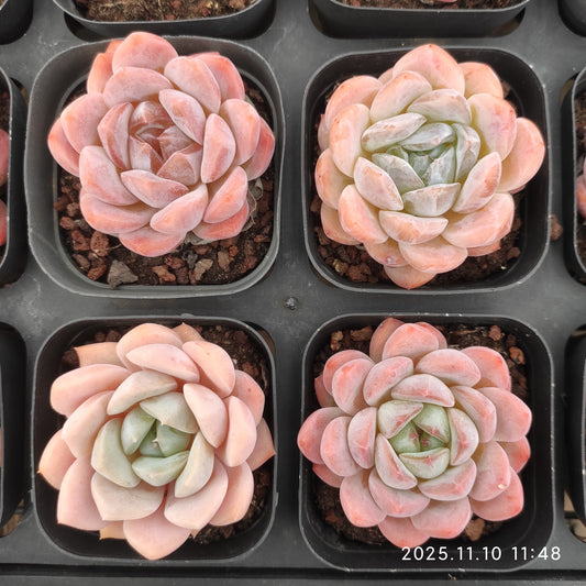 22577 Echeveria Orange Monroe Hyb (6.5cm pot size)