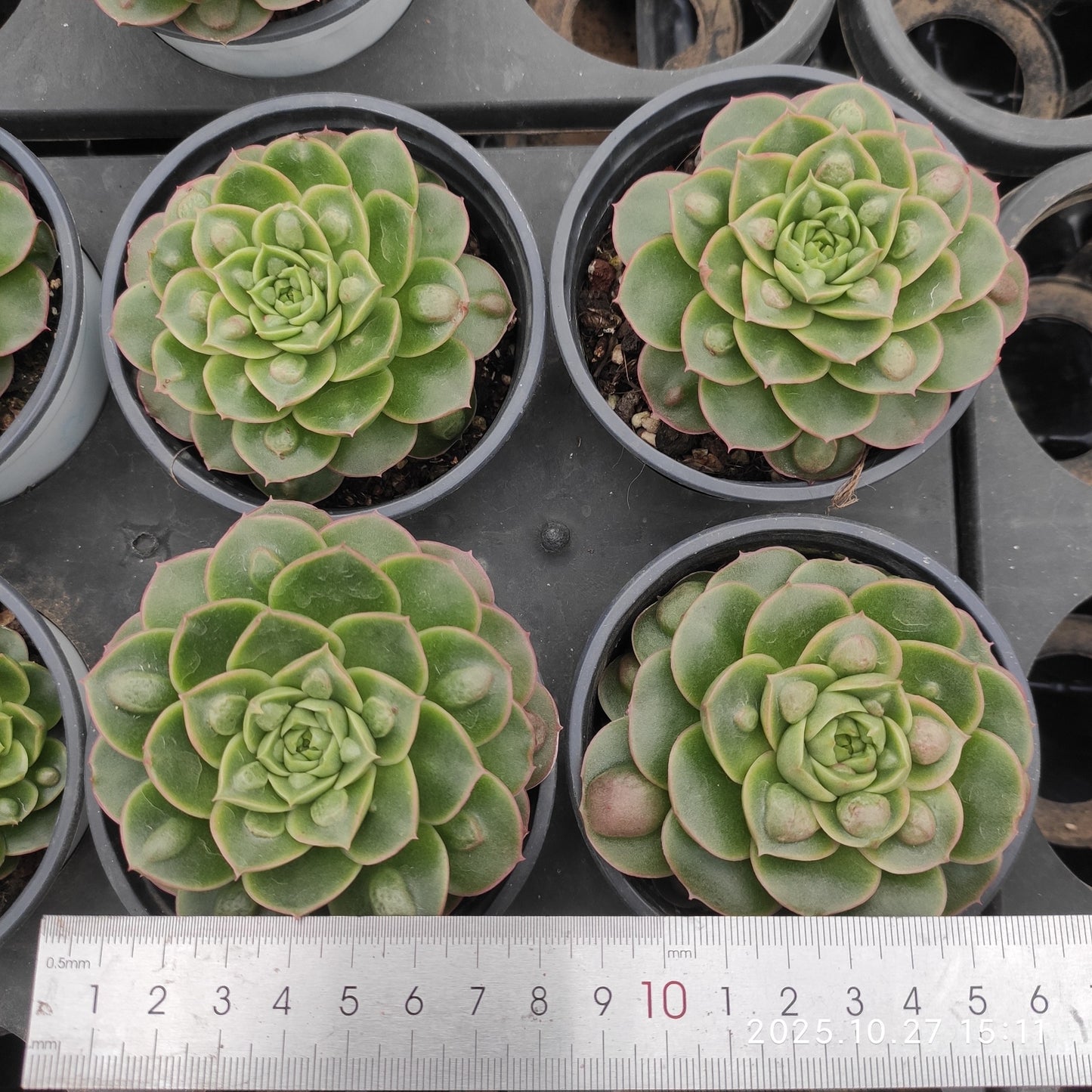 21192 Echeveria Longissima Drops (9cm pot size)