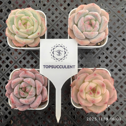 21894 Echeveria Nectarine (5.5cm pot size)