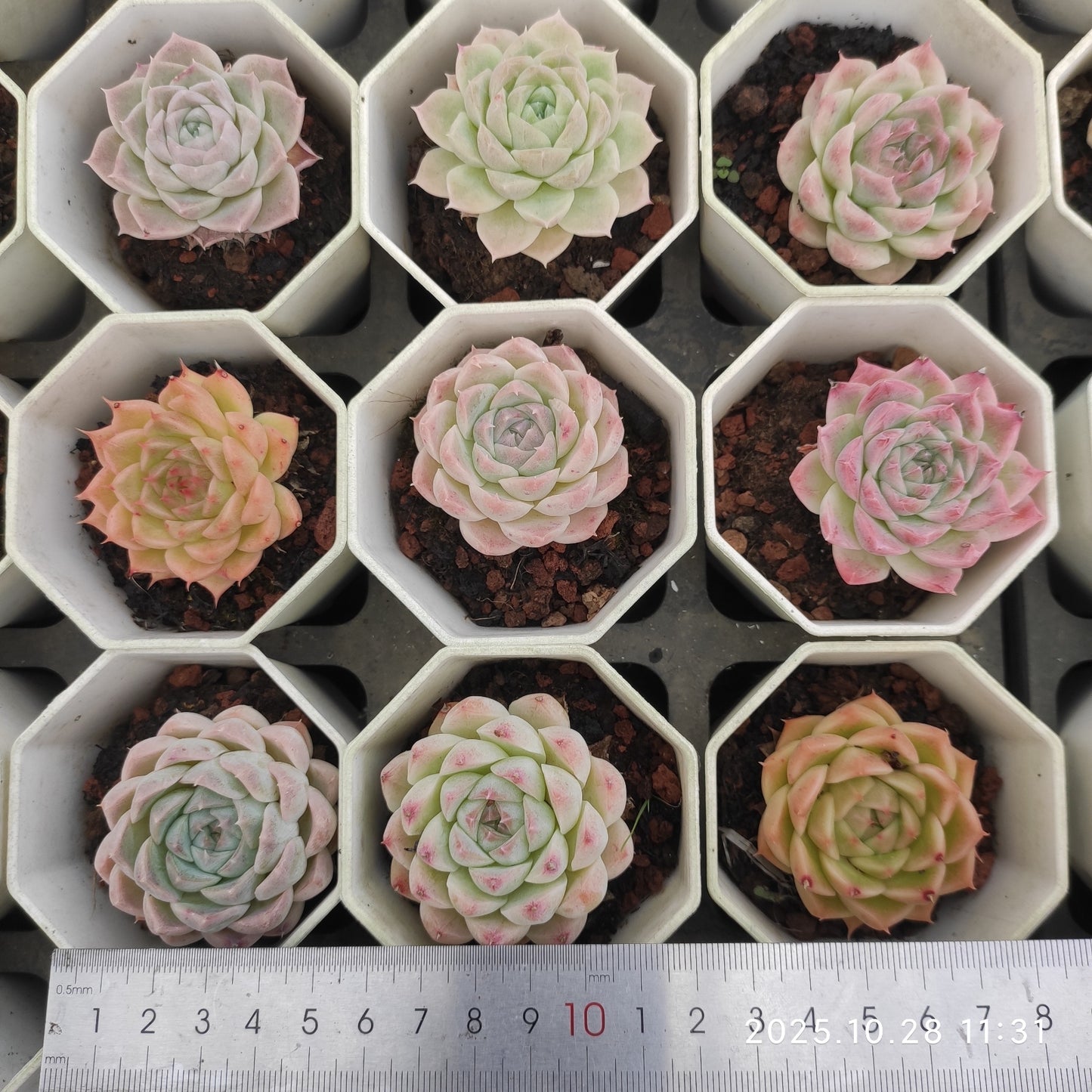 14936 Echeveria Silhouette x Berry (7cm pot size)