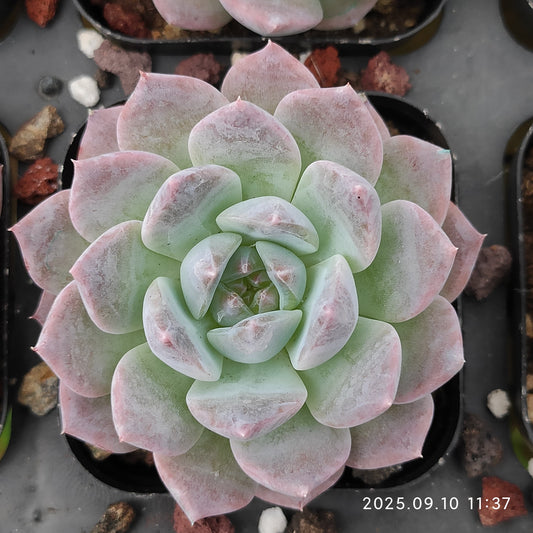 HG037 Echeveria Malgan Hyb(7cm pot size)