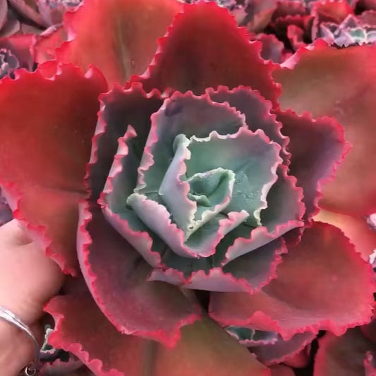 24218 Echeveria Blue Enchantress (18cm pot size)