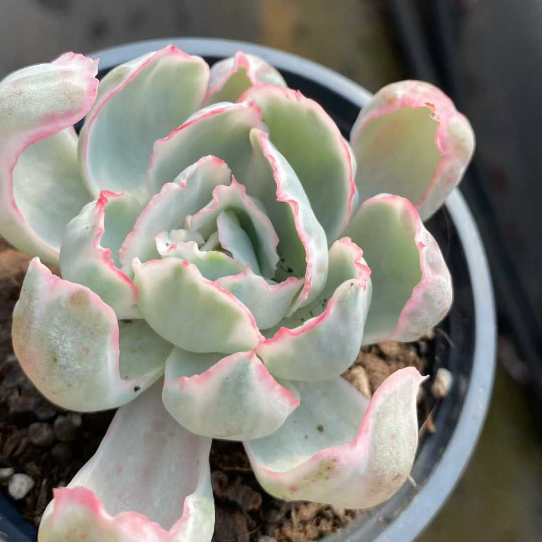 18193 Echeveria Berkeley Light Variegated (9cm pot size)
