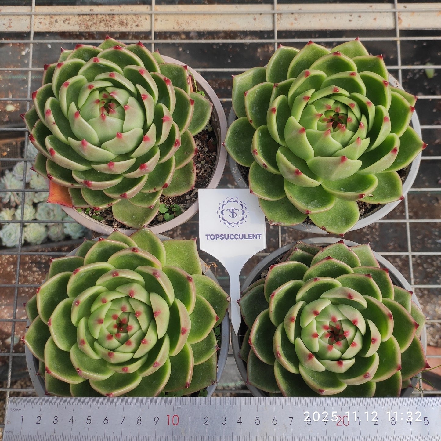 18610 Echeveria Blue Dragon (16cm pot size)