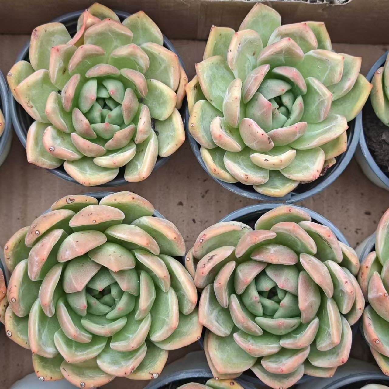 HWQ098 Echeveria Champagne