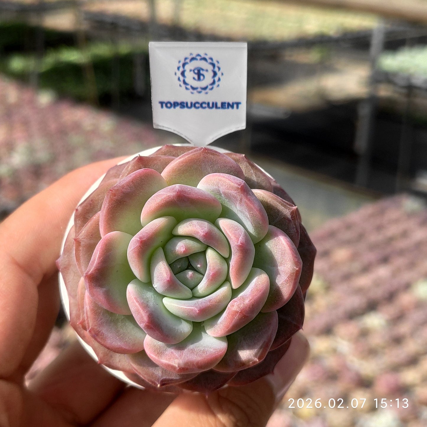 25595 Echeveria Legend (5.5cm pot size)