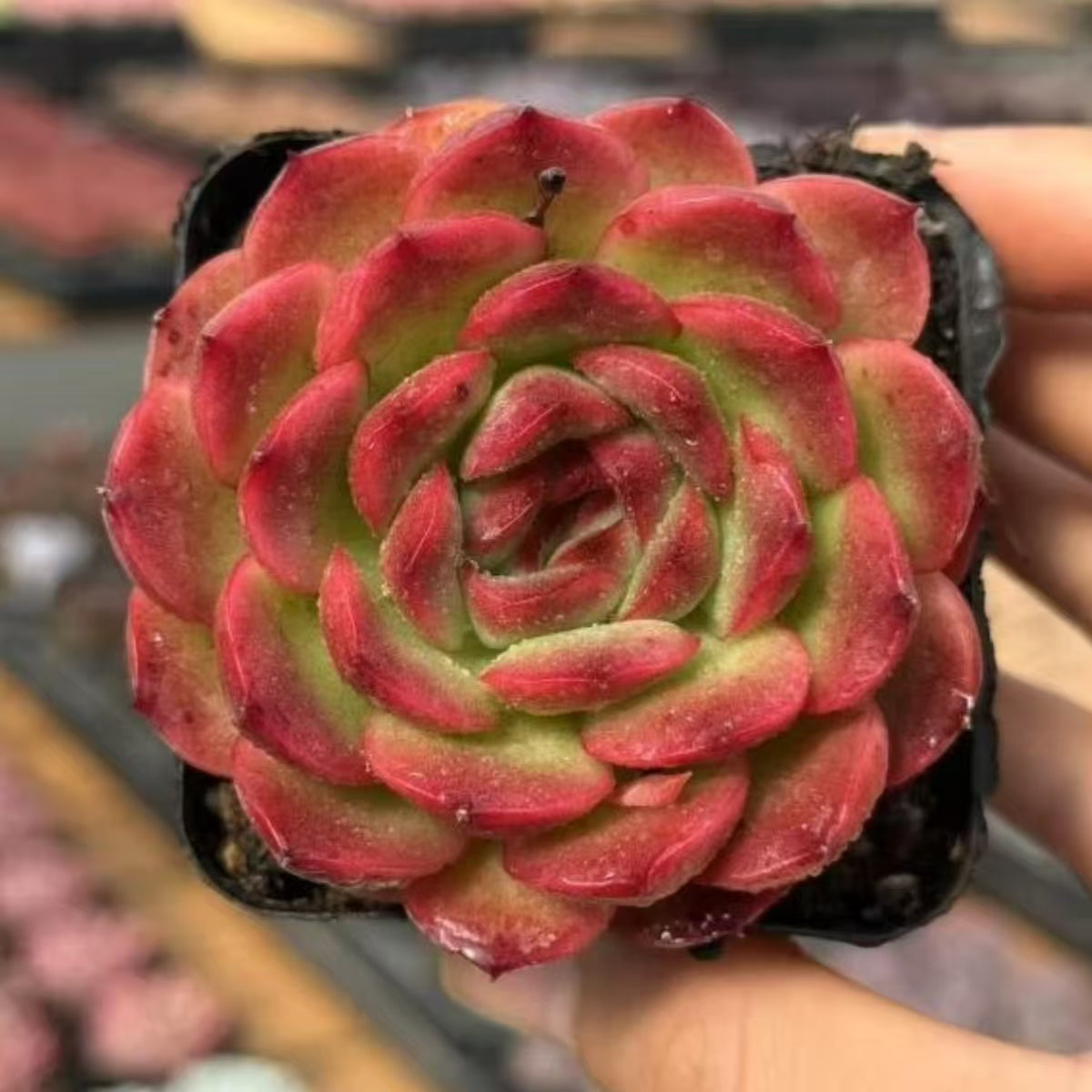 QNY195 Echeveria Rose Garden(7cm pot size)