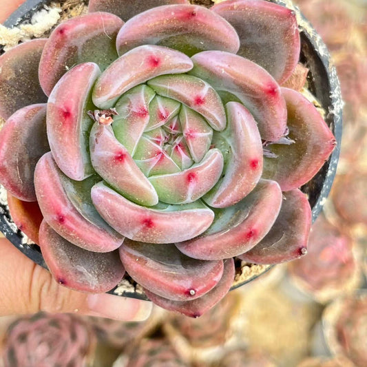 14815 Echeveria Champagne (11cm pot size)