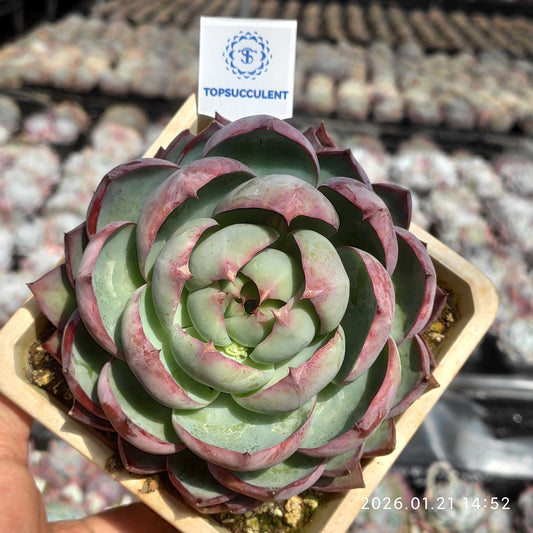 25124 Echeveria Casio (12cm pot size)
