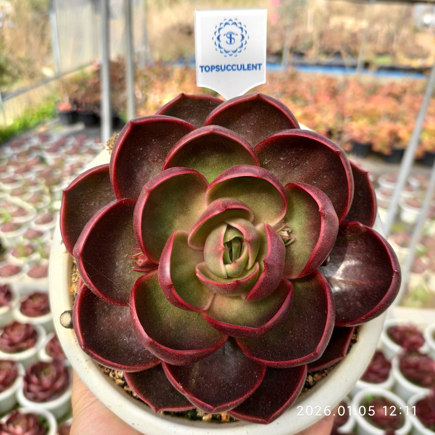 21288 Echeveria Traffic Light (18cm pot size)