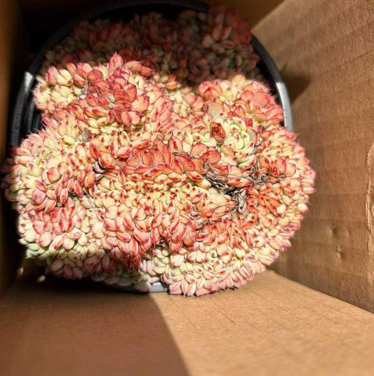 360797 Echeveria Blue Minima Cristata (9cm pot size)