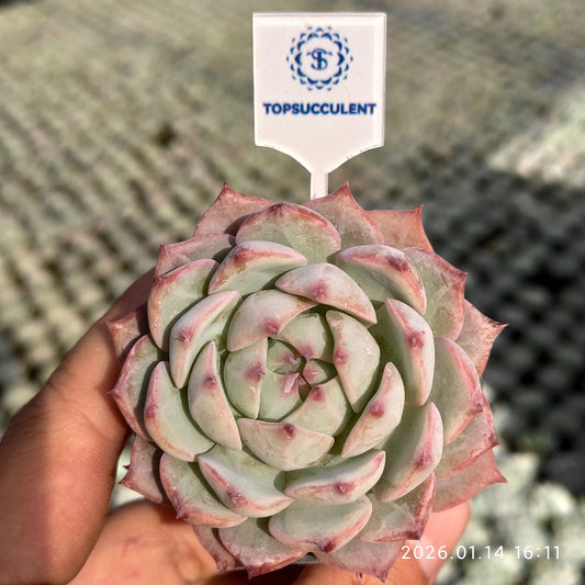 18755 Echeveria Prism (5.5cm pot size)