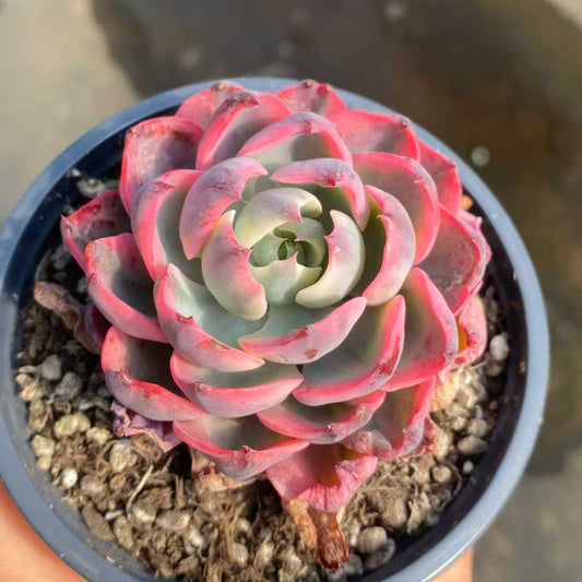 15986 Echeveria Raindrops Variegated (9cm pot size)