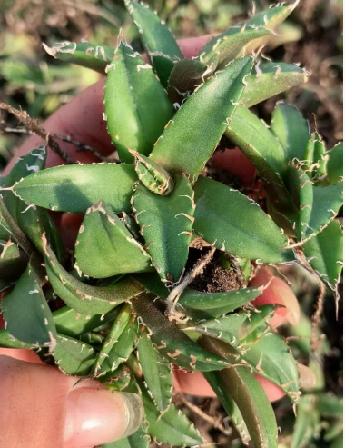 50228 Agave Titanota 'Caesar' (3cm pot size)