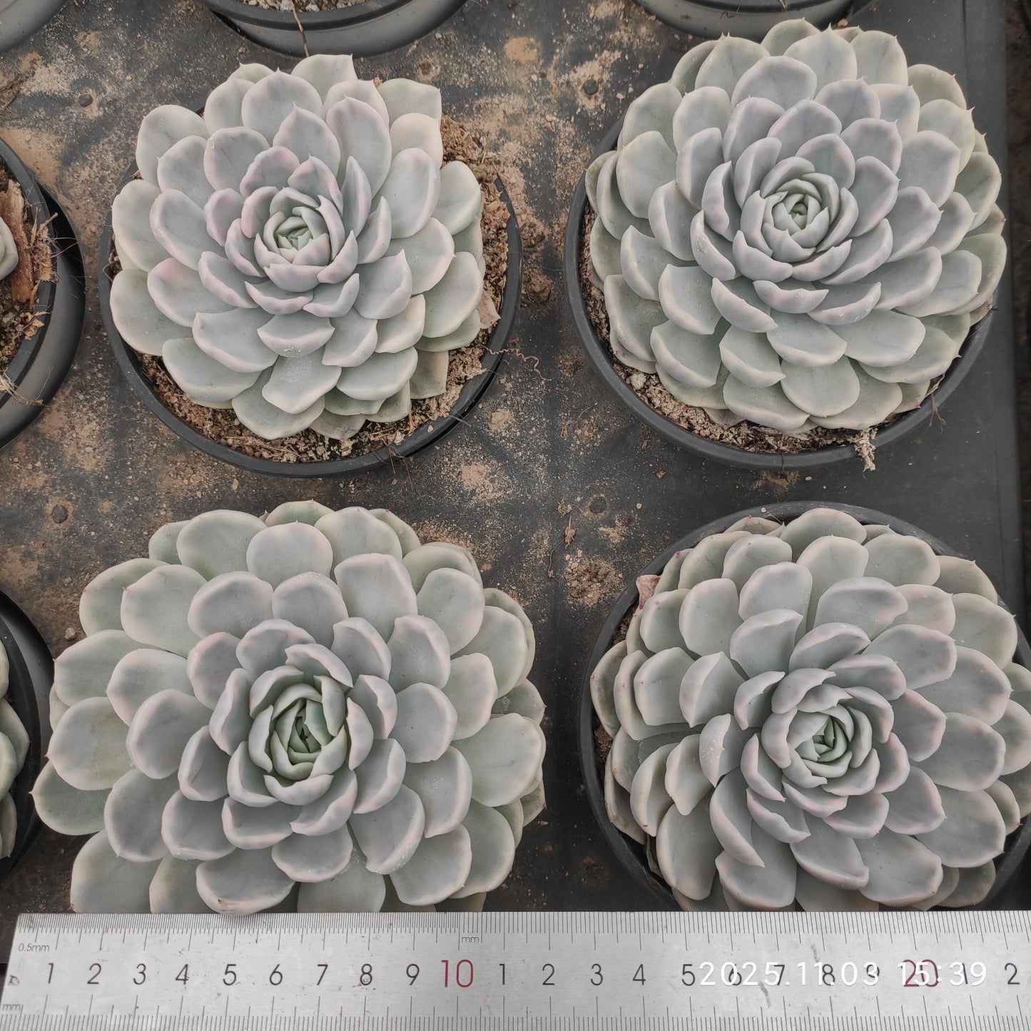 22320 Echeveria Snow Ball Variegated (9cm pot size)