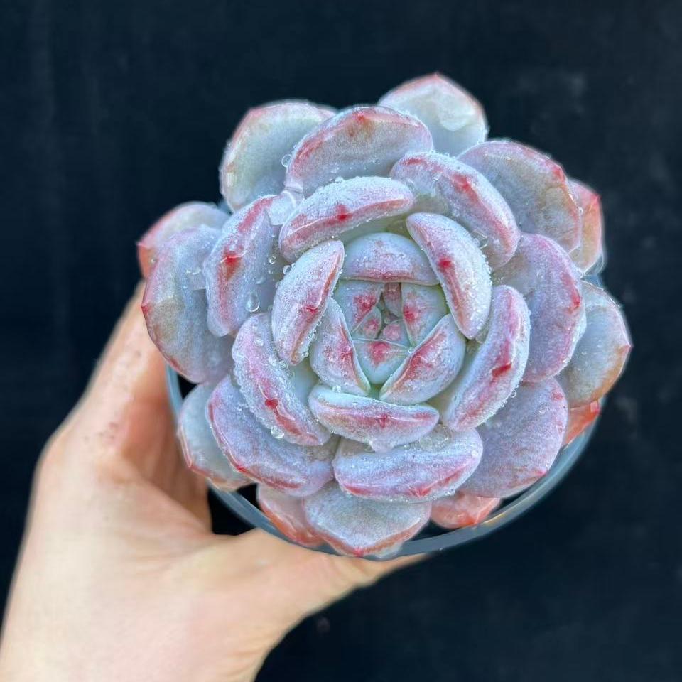 24020 Echeveria Purple Monroe (9cm pot size)