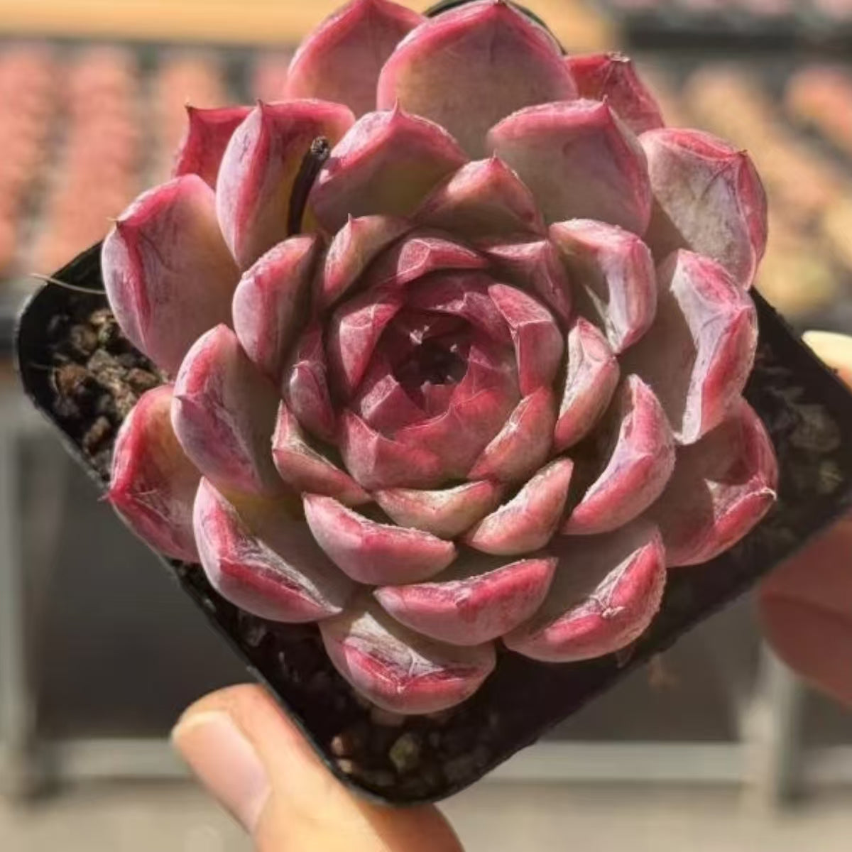 QNY206 Echeveria Wildcat(7cm pot size)