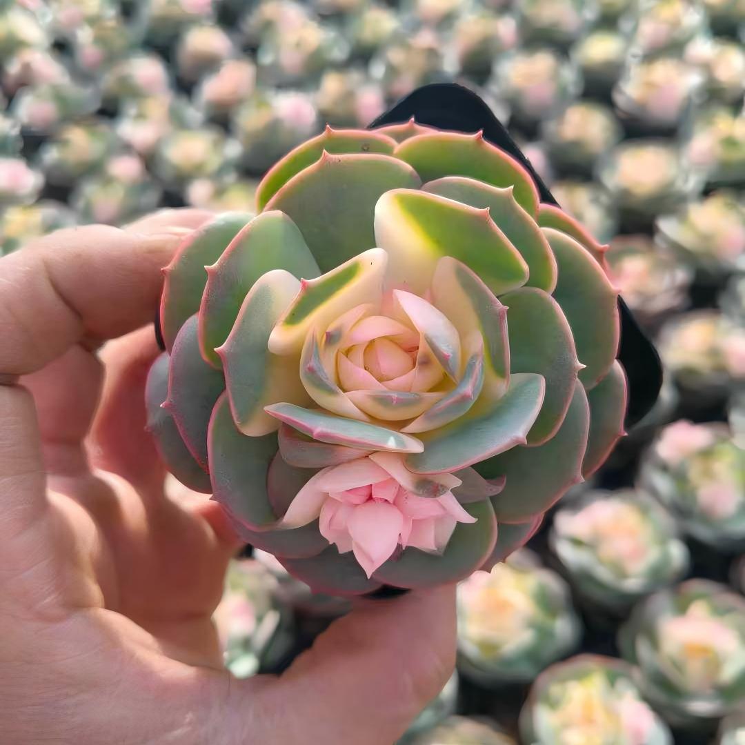 25919 Echeveria Claudia (7cm pot size)