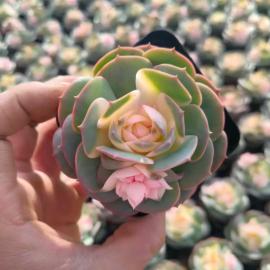 25919 Echeveria Claudia (7cm pot size)