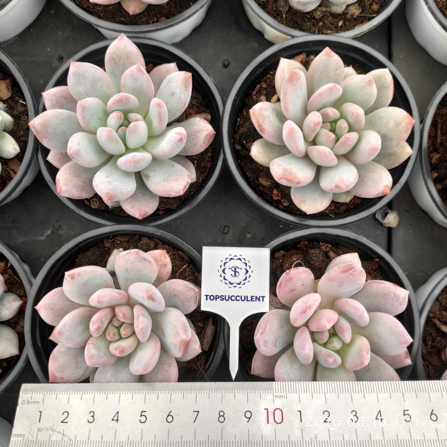 25619 Echeveria Half Summer (9cm pot size)