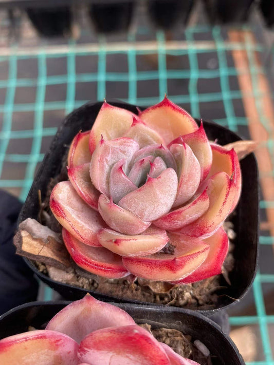 361743 Echeveria Blood Curse (6.3cm pot size)