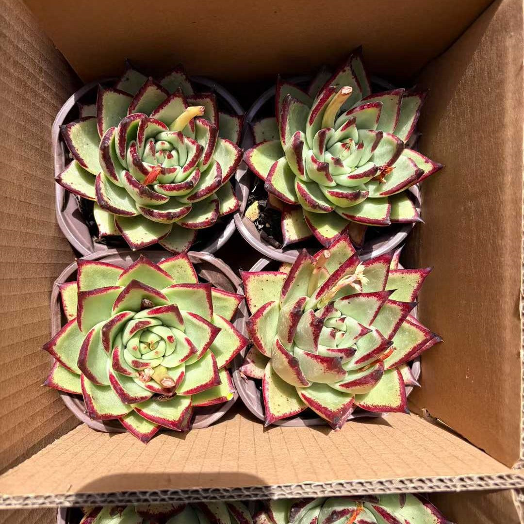 360780 Echeveria Ebony (12cm pot size)