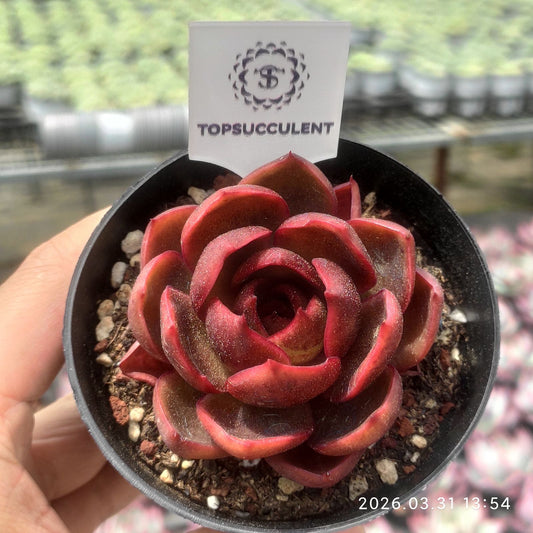 360972 Echeveria Traffic Light (9cm pot size)
