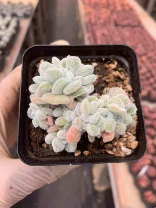 265109 Echeveria Pulvinata Rose Cristata (7cm pot size)