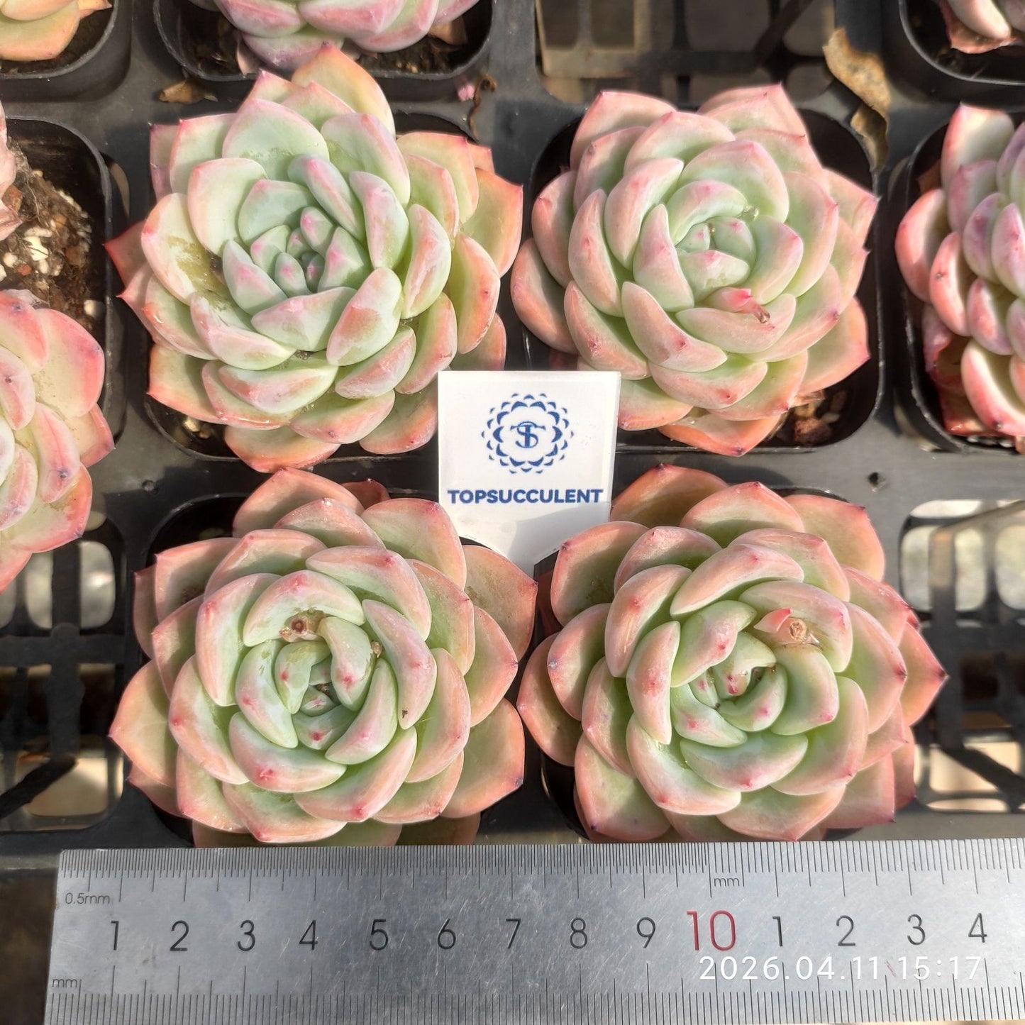 361486 Echeveria Amabille (6.5cm pot size)