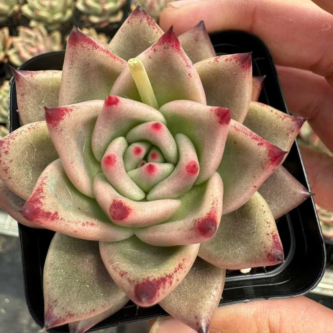 360376 Echeveria Pink Honey (7cm pot size)