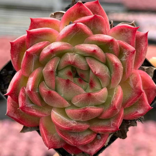22633 Echeveria Pineapple Orange (6cm pot size)