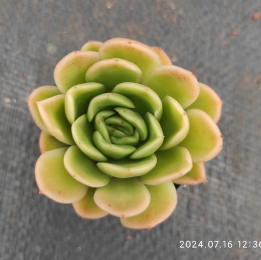 MMT104 Echeveria RasAga