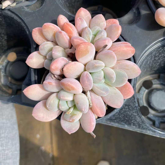 21907 Echeveria Liv Beauty (9cm pot size)