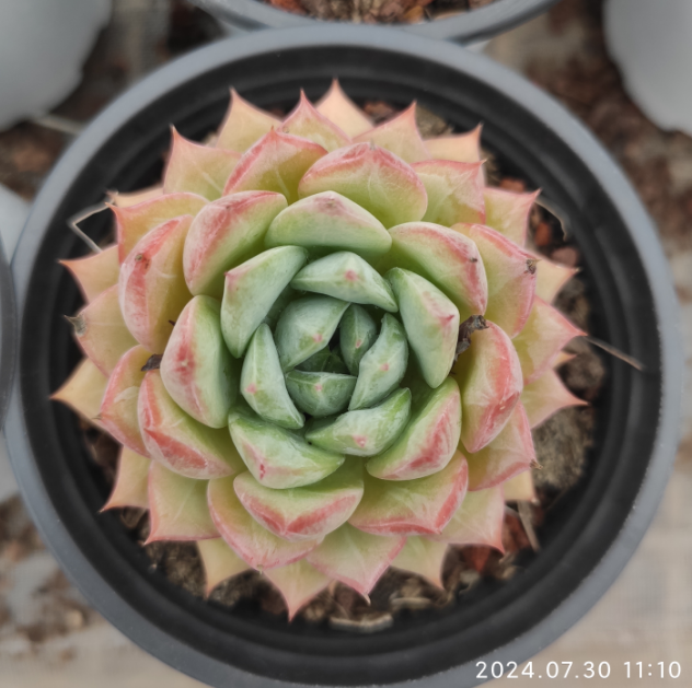 SKL279 Echeveria Blue Bird x Champagne