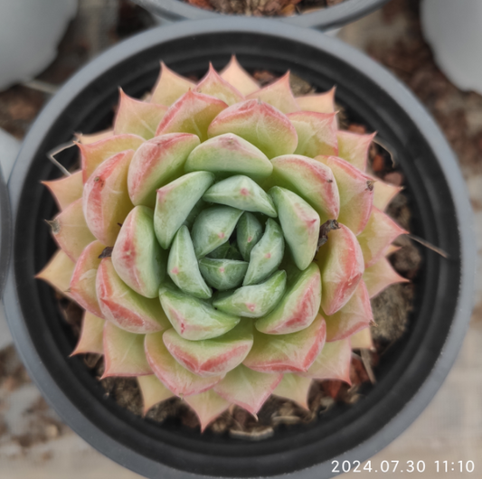 SKL279 Echeveria Blue Bird x Champagne