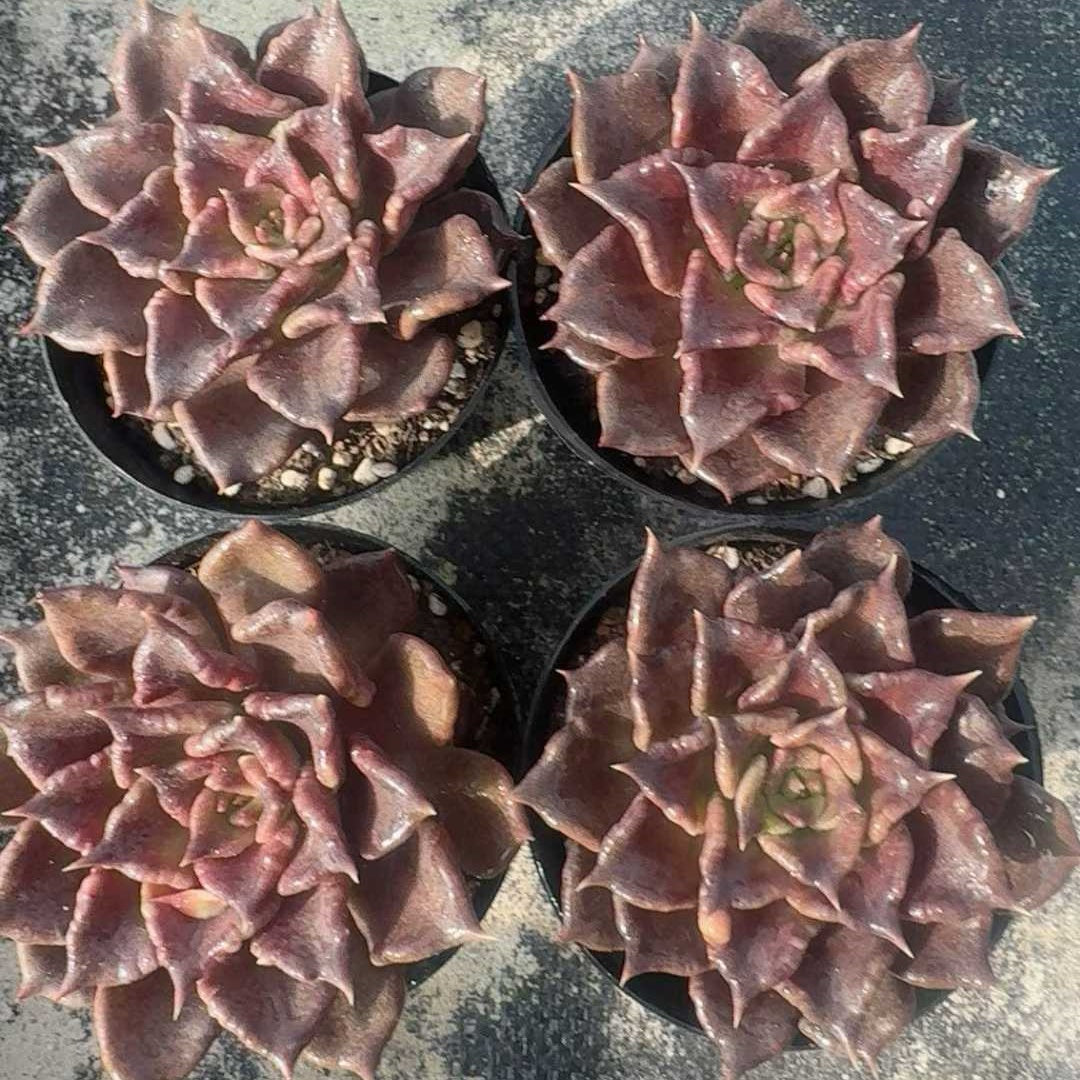 24855 Echeveria Black Madiba (9cm pot size)