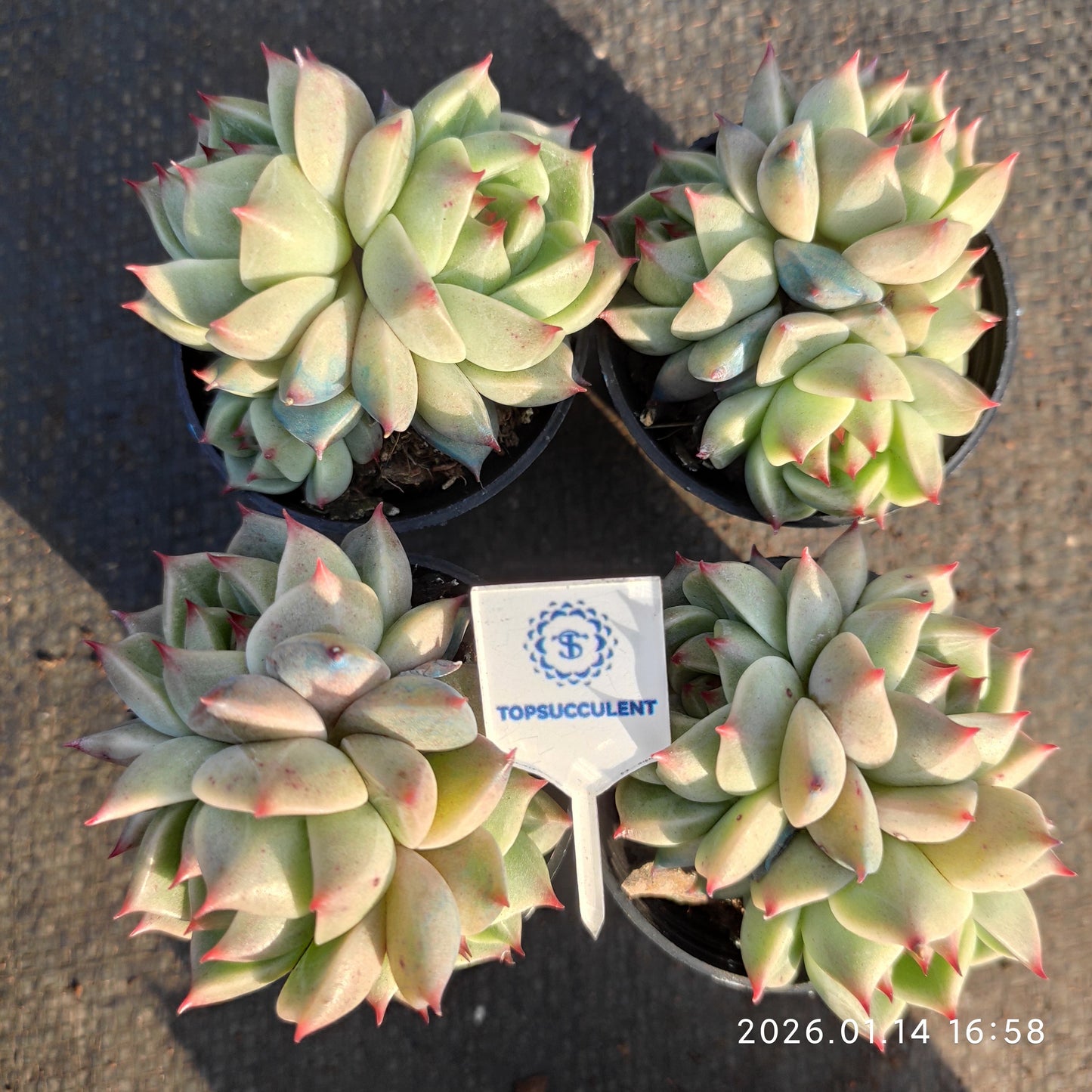 23384 Echeveria Turquoise (5.5cm pot size)