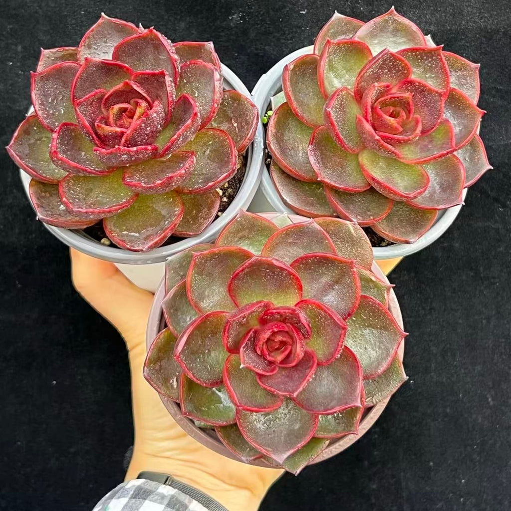 BL2031 Echeveria Traffic Light(9cm pot size)