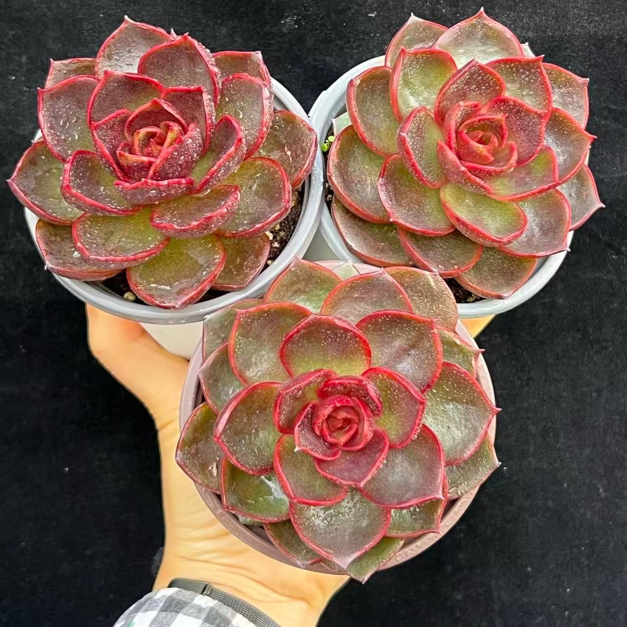 BL2031 Echeveria Traffic Light(9cm pot size)