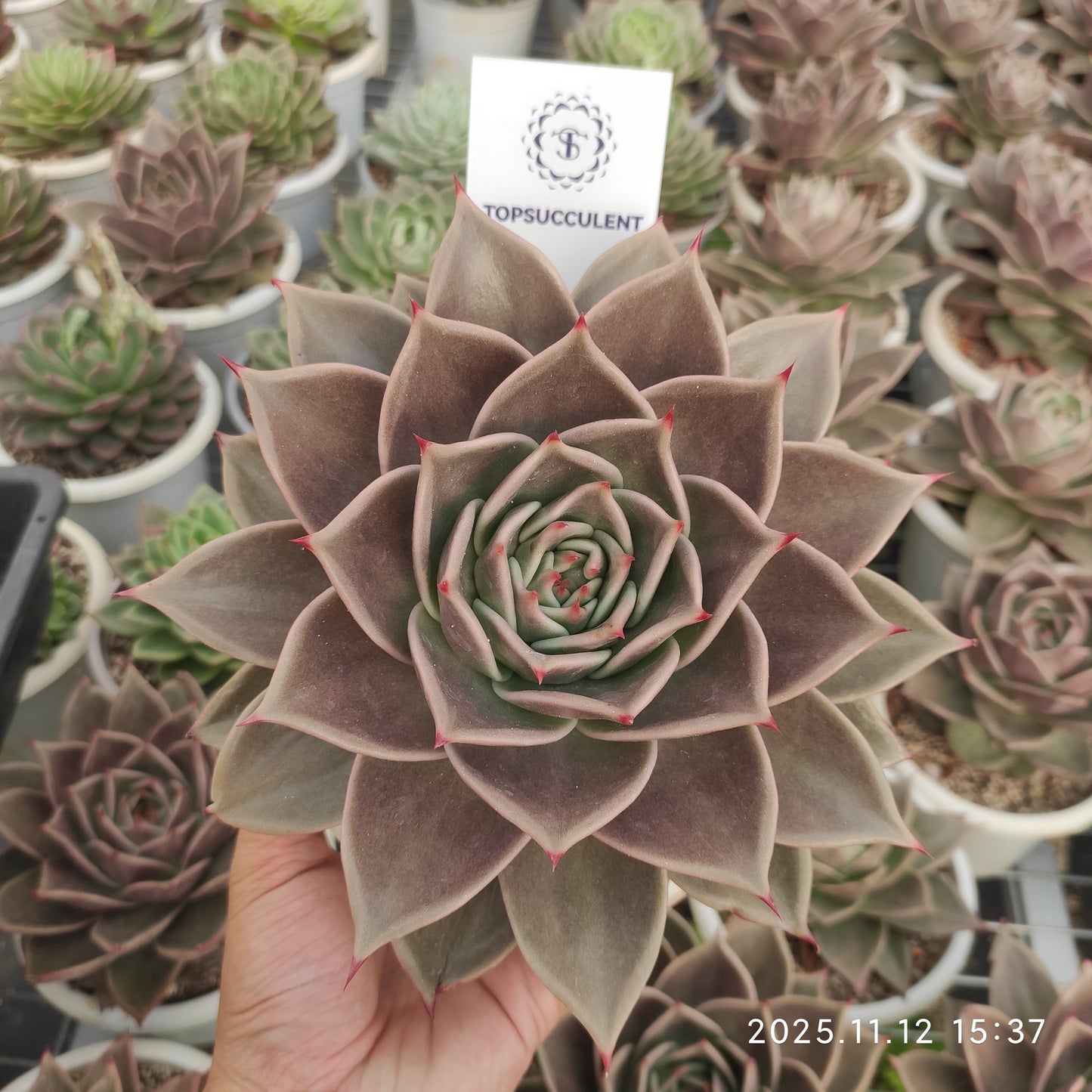 19318 Echeveria Stars (16cm pot size)