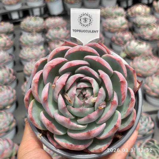 26190 Echeveria Fairy Doll (11cm pot size)