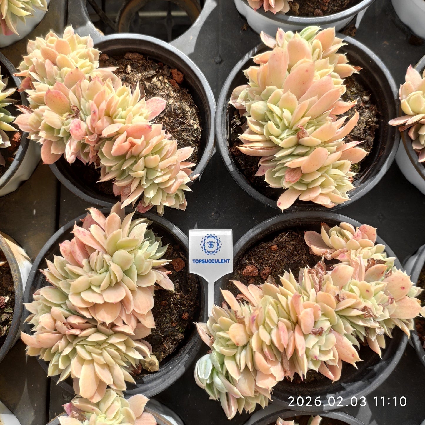 25603 Echeveria Lemon Rose Variegated Cristata (9cm pot size)
