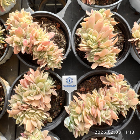 25603 Echeveria Lemon Rose Variegated Cristata (9cm pot size)