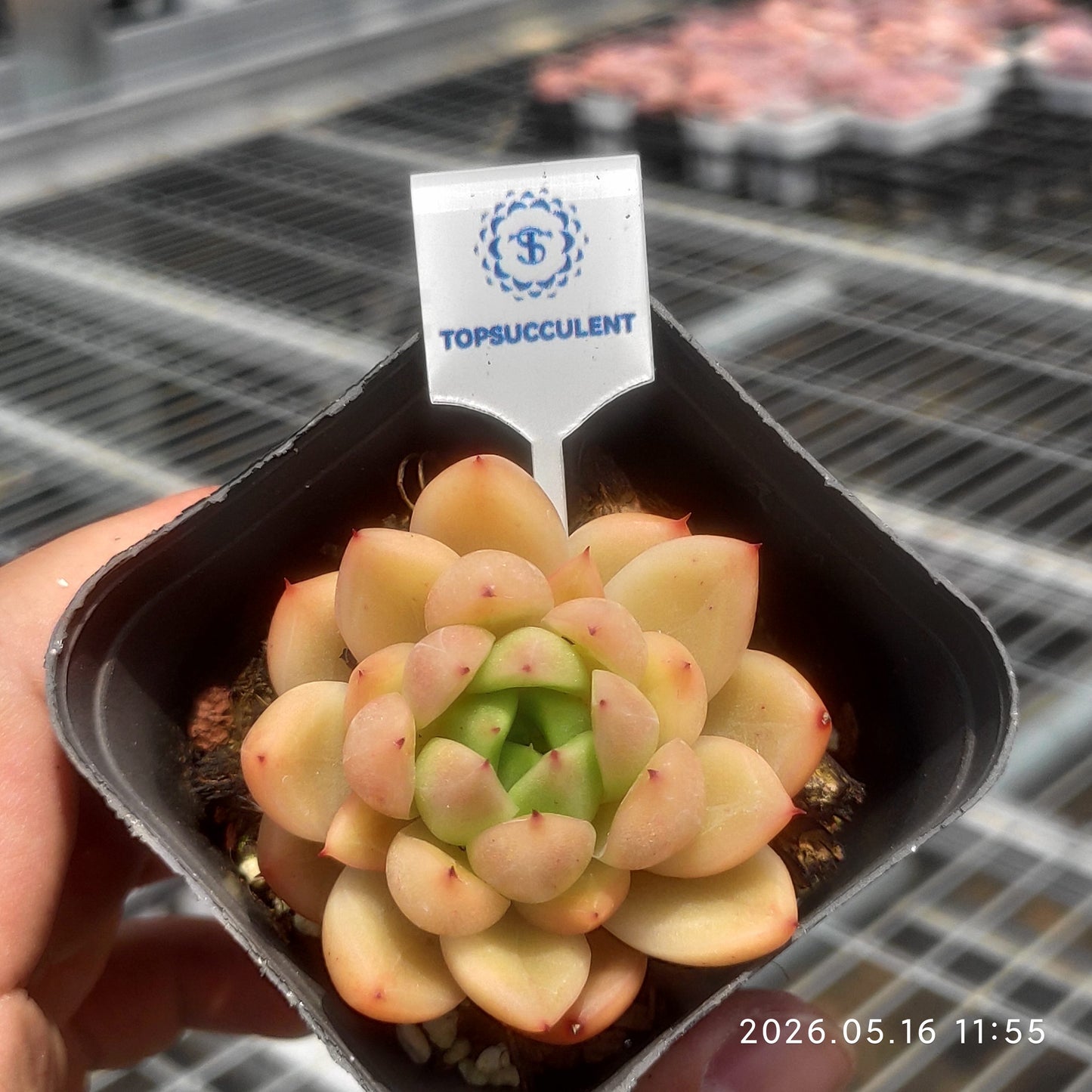 24663 Echeveria Peach Jelly (7cm pot size)