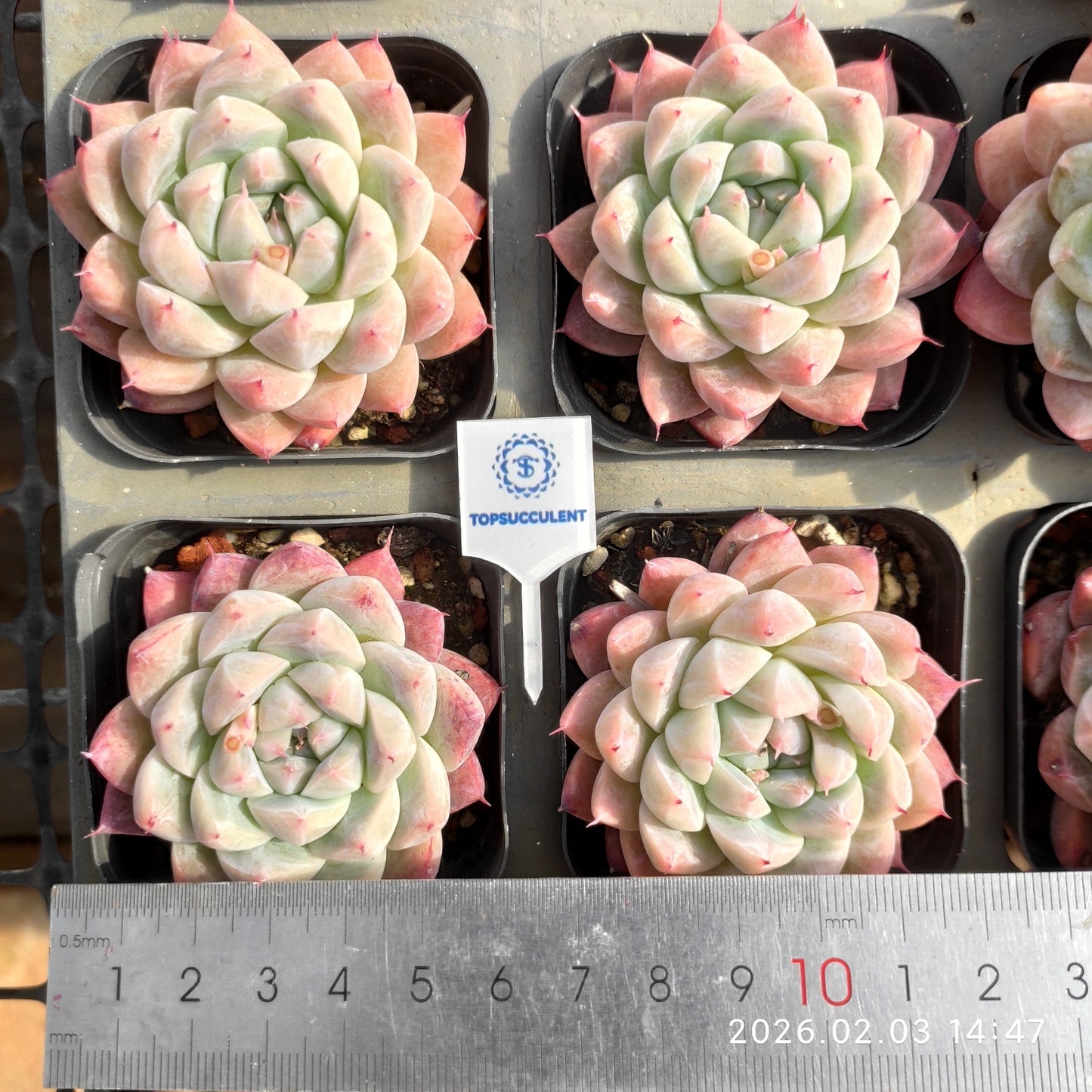 25682 Echeveria Dream Suit (6.5cm pot size)