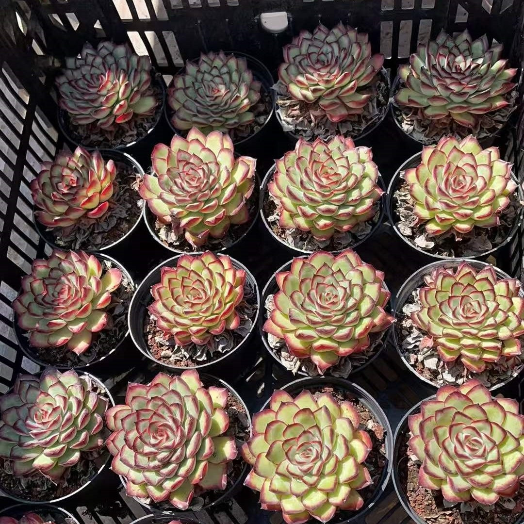 14147 Echeveria Mexico Pulidones (9cm pot size)