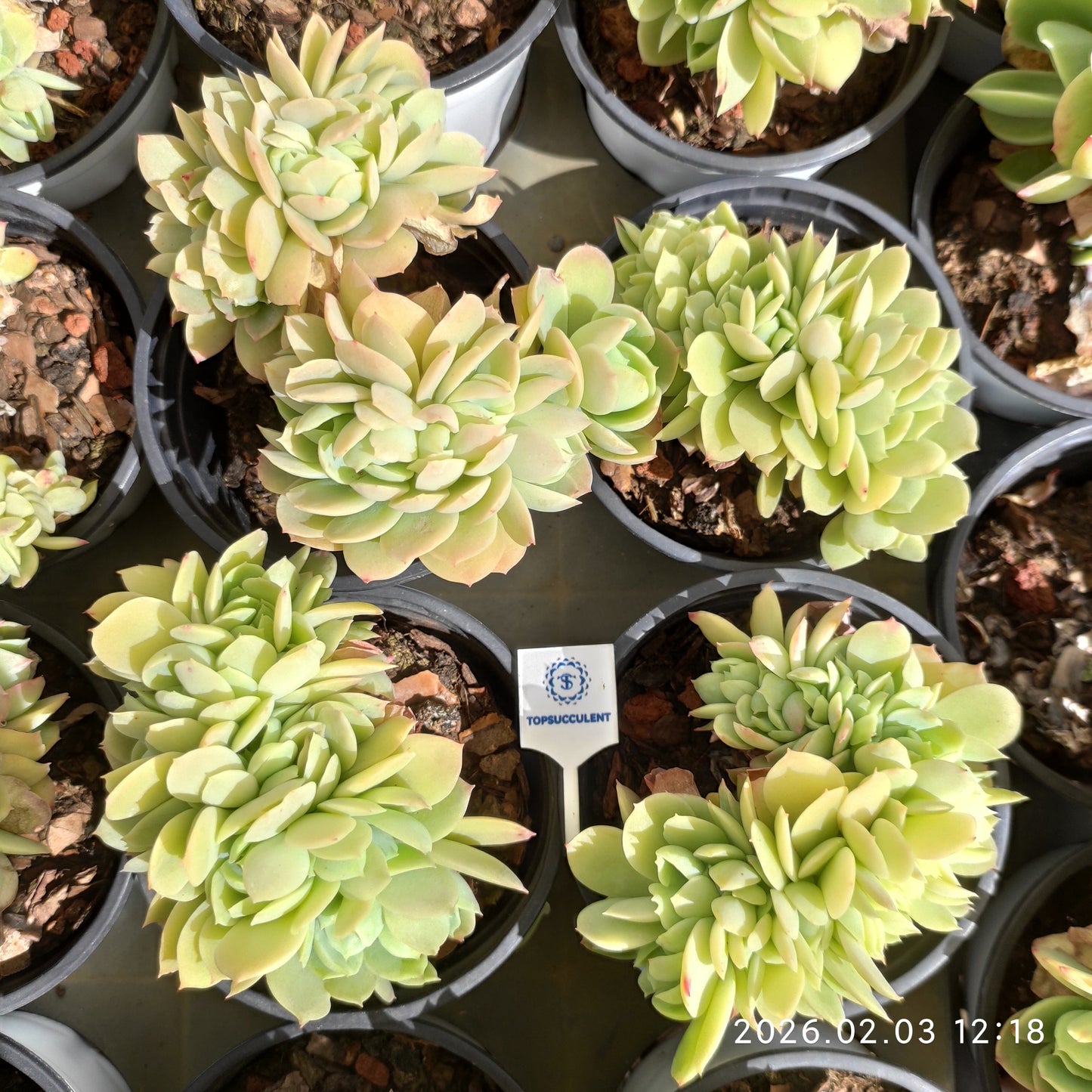 25640 Echeveria Peach Pride Cristata (9cm pot size)