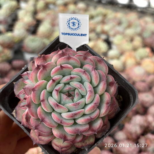 2300 Echeveria Maassel (7cm pot size)