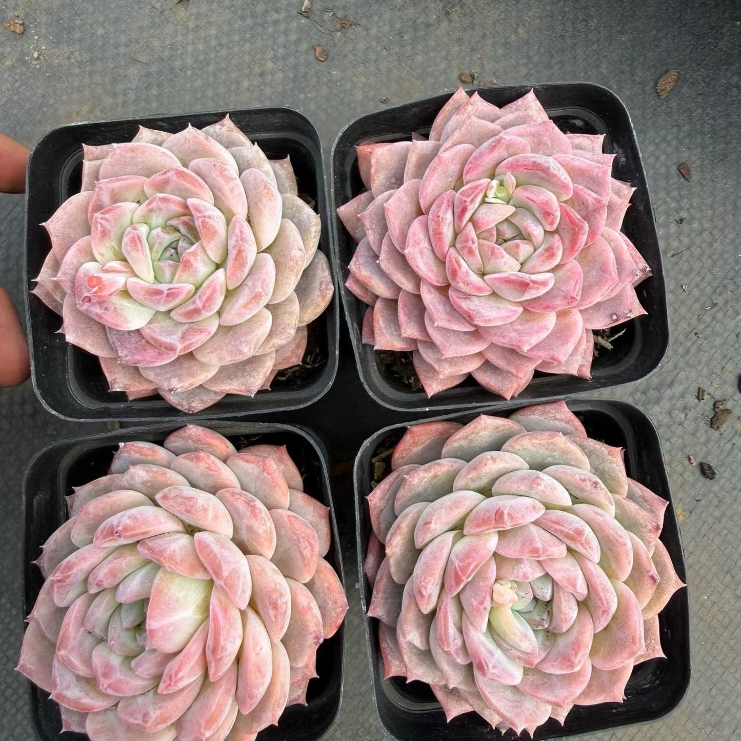 9000 Echeveria Sugar Crystal (7cm pot size)